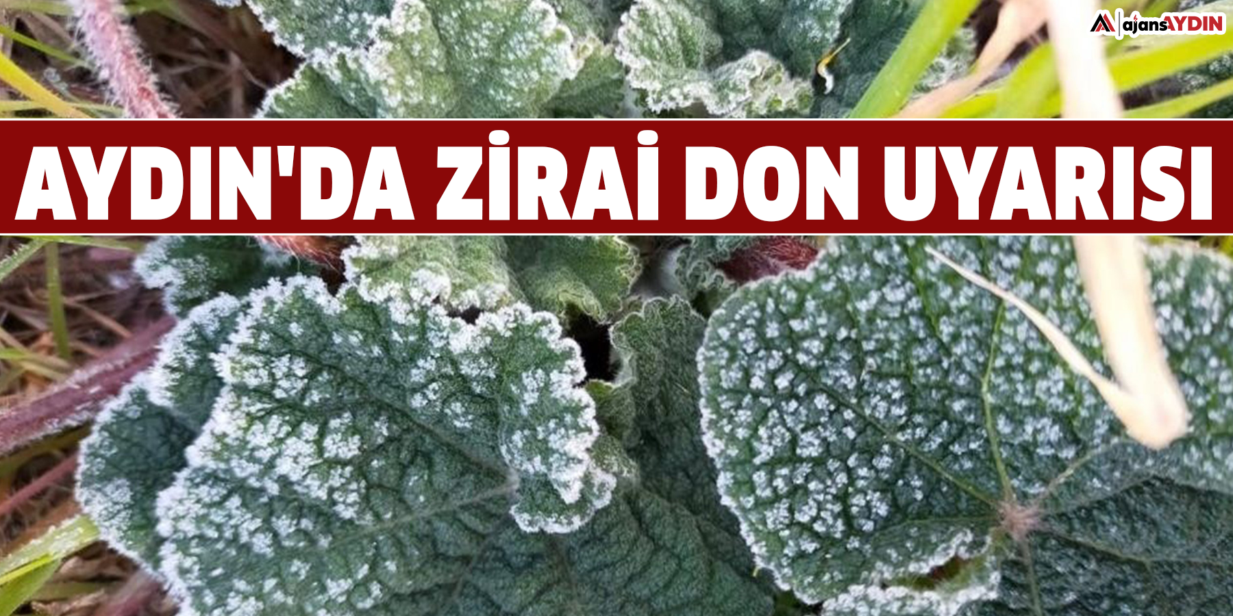 Aydın'da zirai don uyarısı