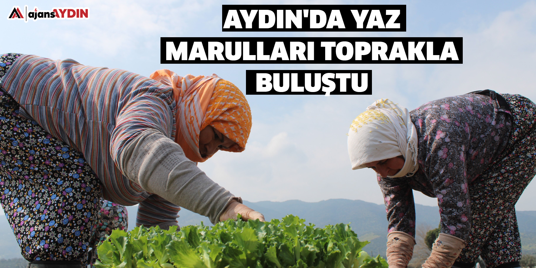 Aydın'da yaz marulları toprakla buluştu