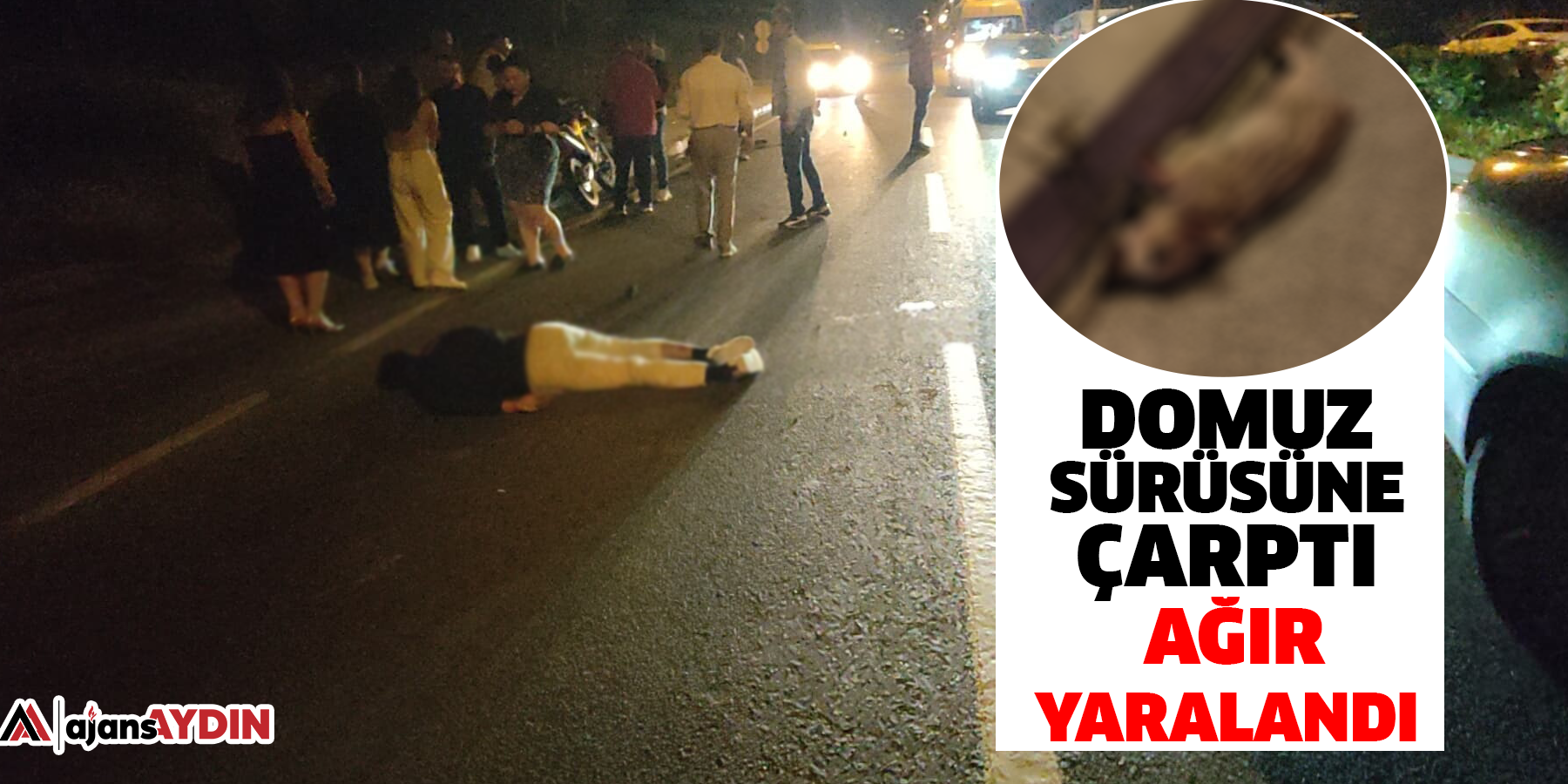 Domuz sürüsüne çarpan motosiklet sürücüsü ağır yaralandı