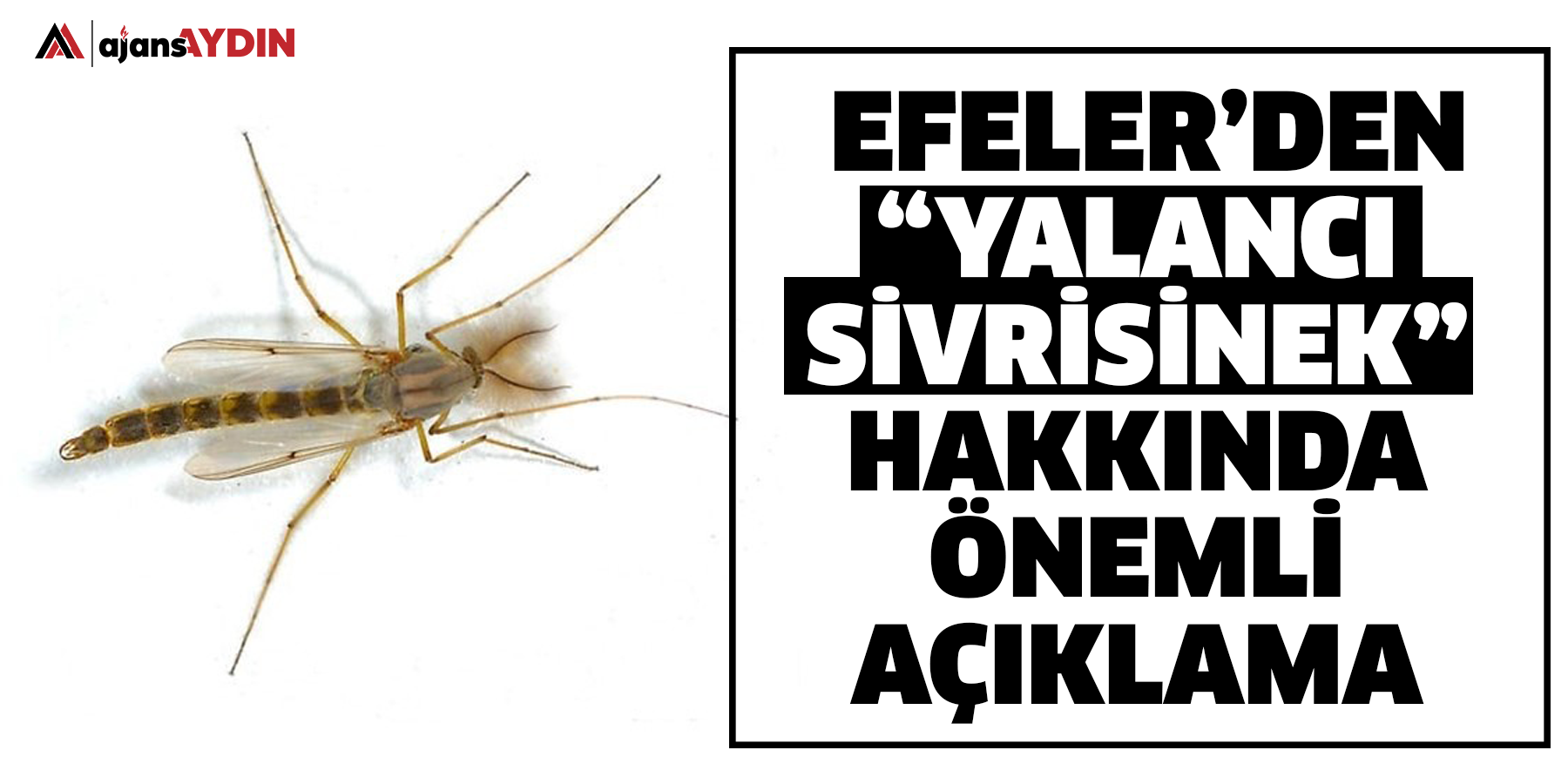 Efeler’den “Yalancı Sivrisinek” Kronomidler Hakkında Önemli Açıklama