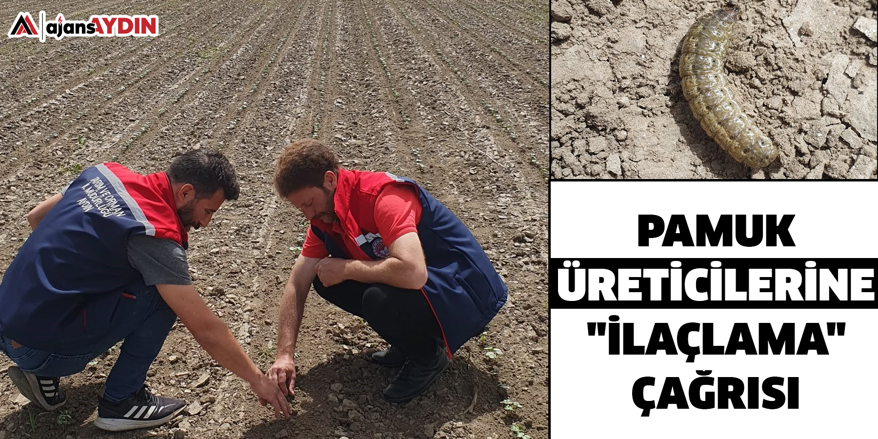 Pamuk üreticilerine "ilaçlama" çağrısı