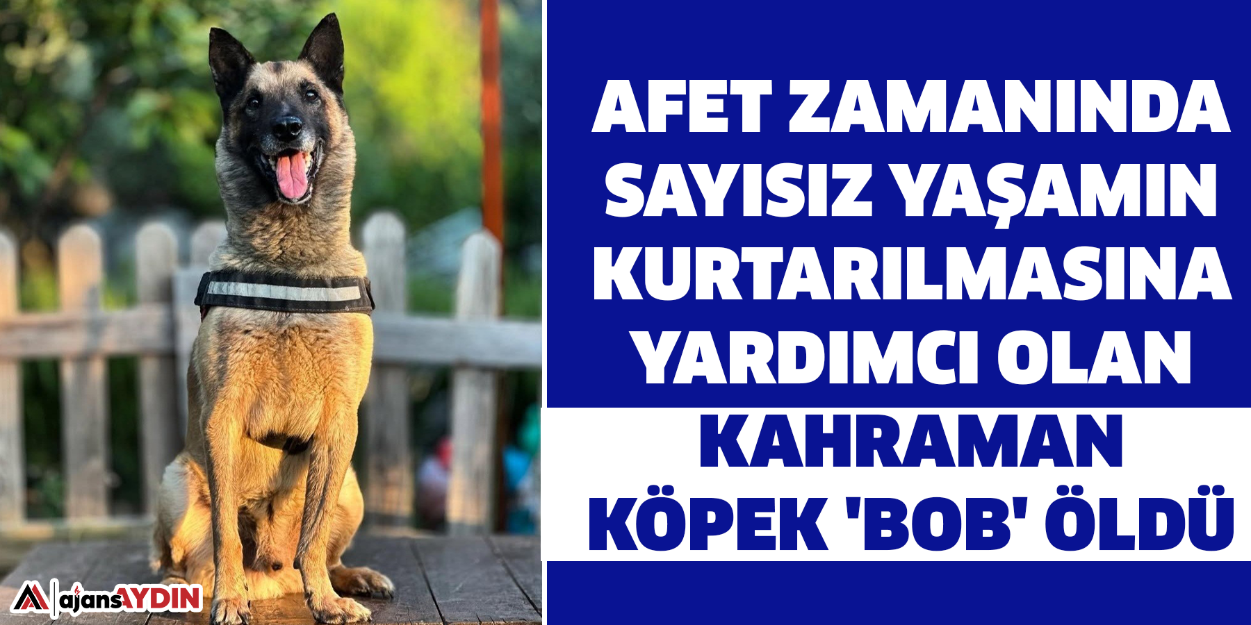 Afet zamanında sayısız yaşamın kurtarılmasına yardımcı olan  Kahraman köpek 'Bob' öldü