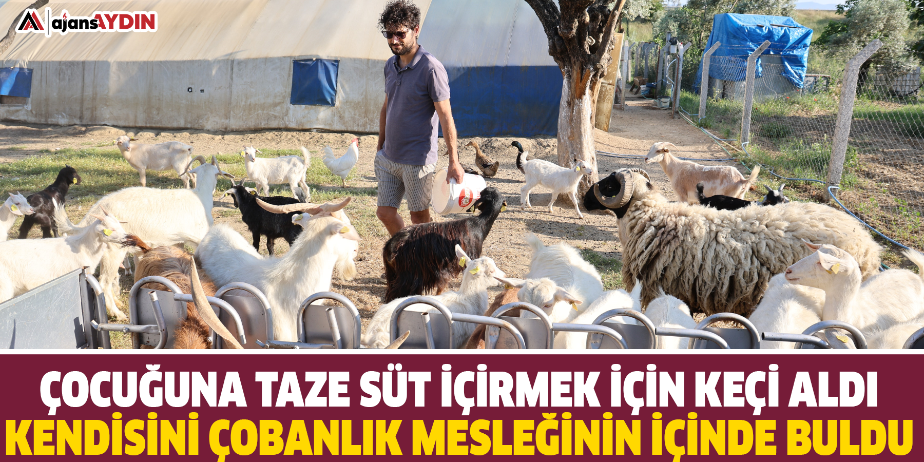 Çocuğuna taze süt içirmek için keçi aldı, kendisini çobanlık mesleğinin içinde buldu