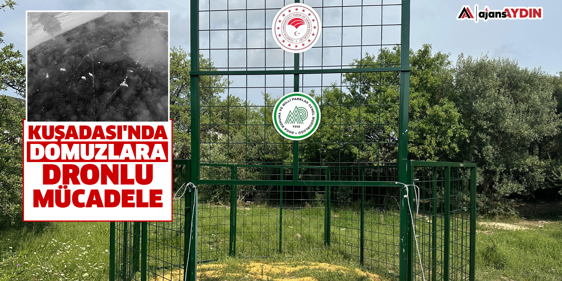 Kuşadası'nda domuzlara dronlu mücadele