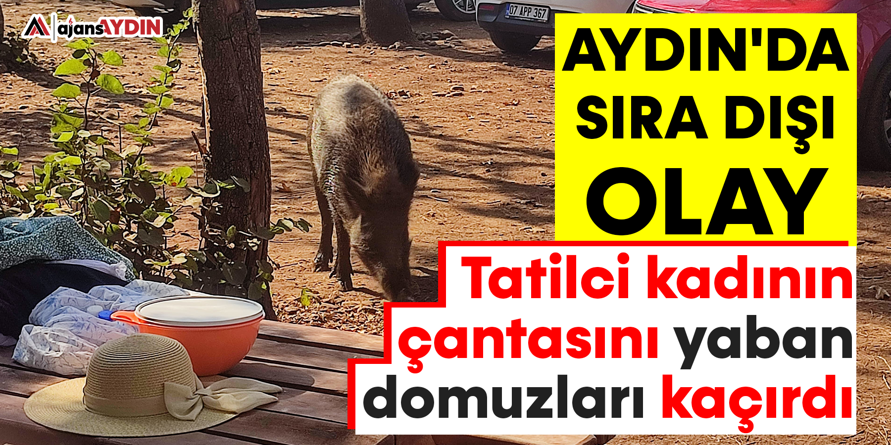 Aydın'da sıra dışı olay: Tatilci kadının çantasını yaban domuzları kaçırdı
