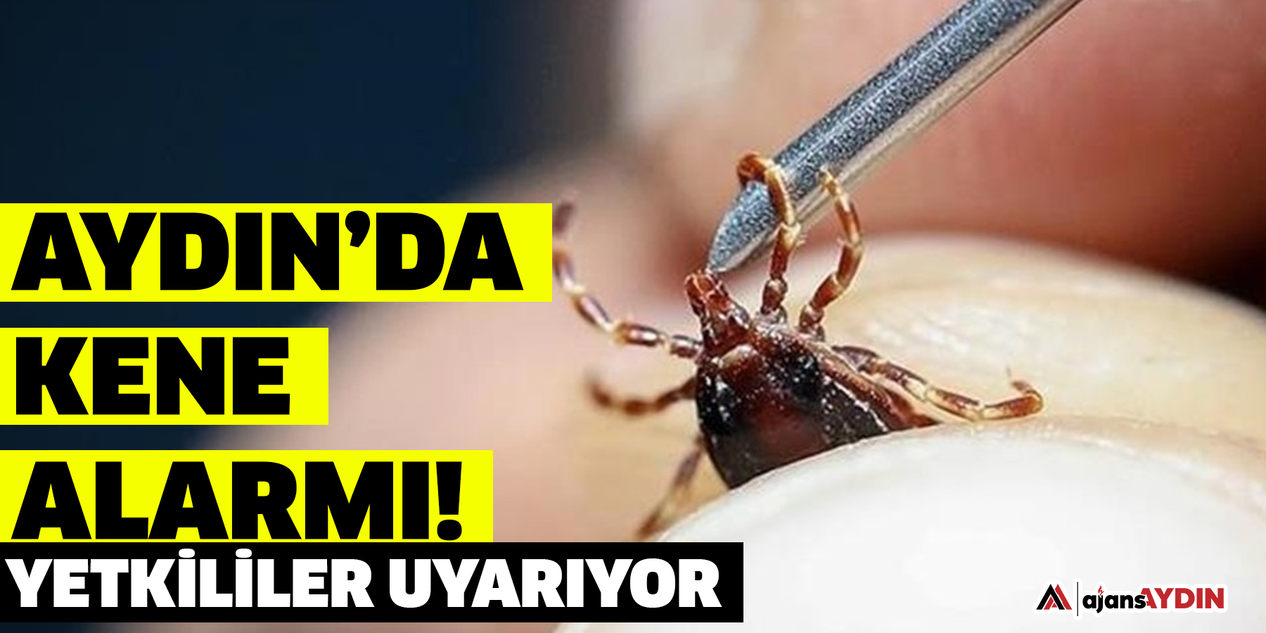 Aydın’da kene alarmı!  Yetkililer uyarıyor