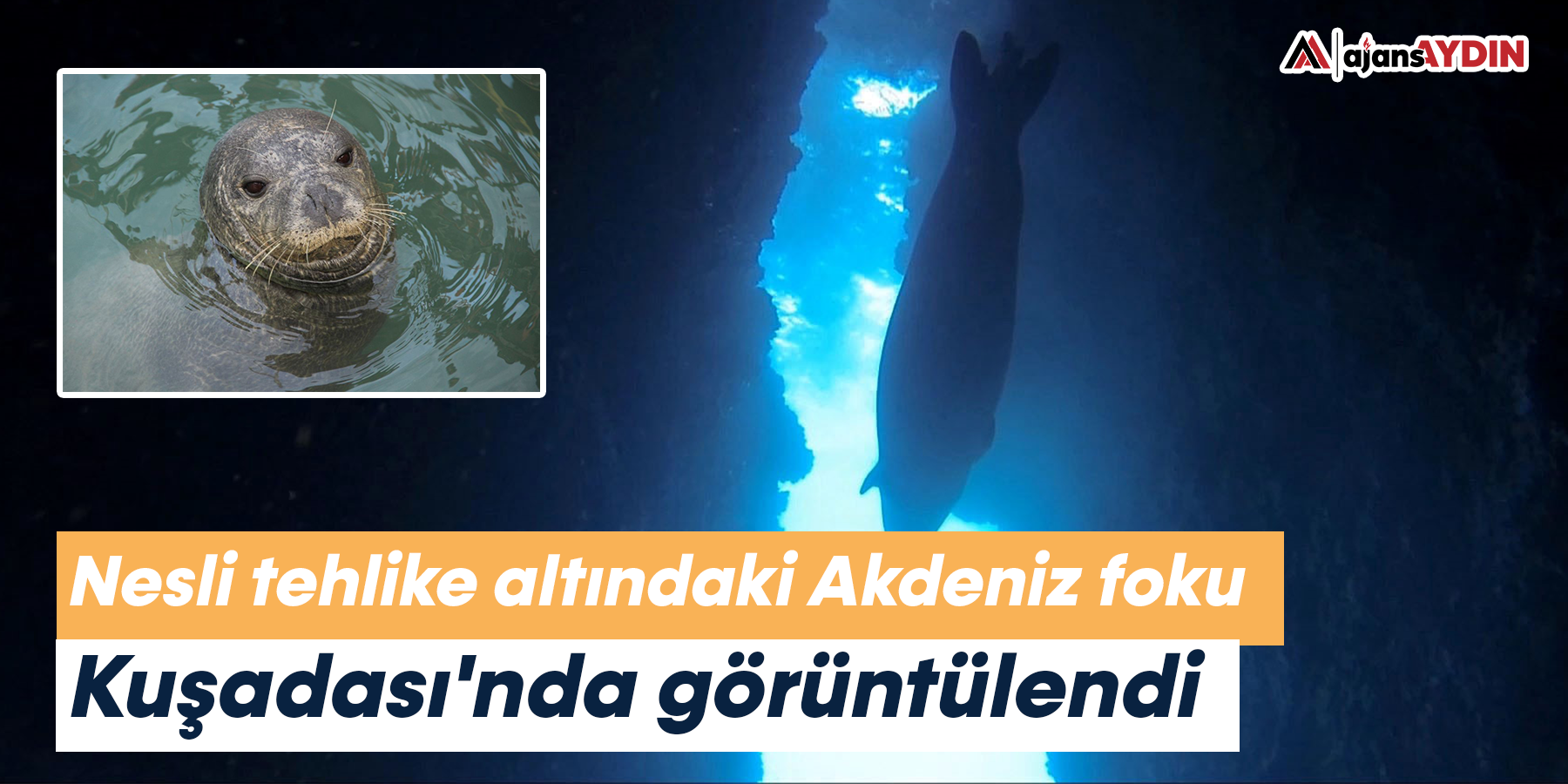 Nesli tehlike altındaki Akdeniz foku Kuşadası'nda görüntülendi