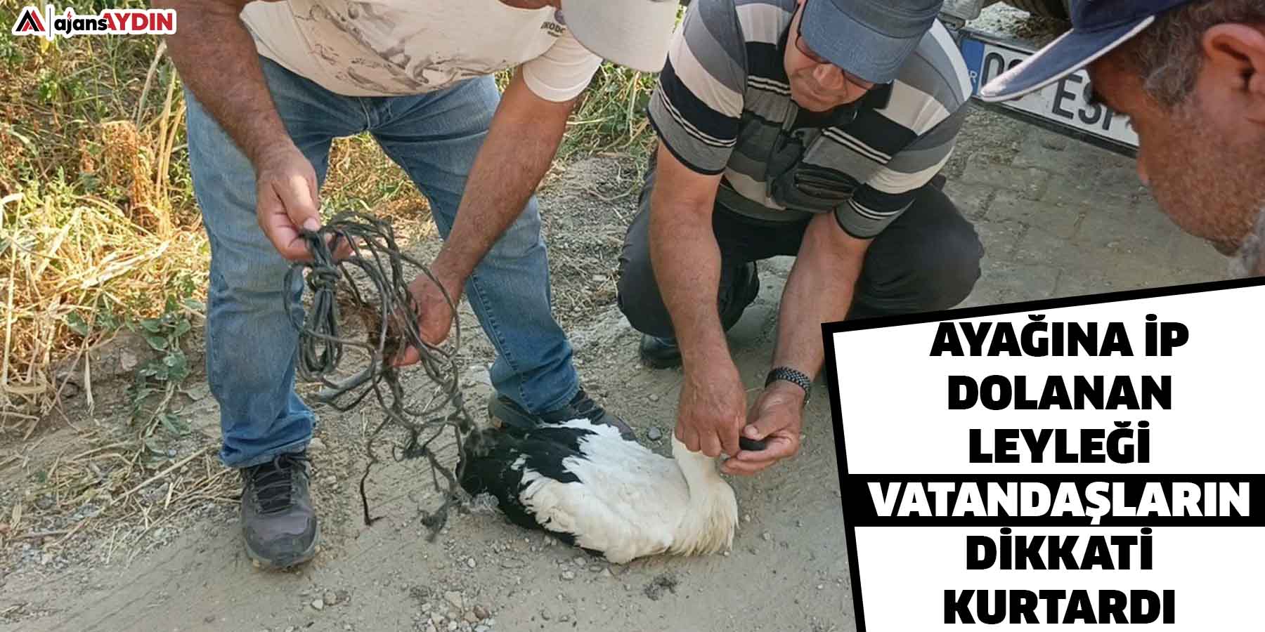 Ayağına ip dolanan leyleği vatandaşların dikkati kurtardı
