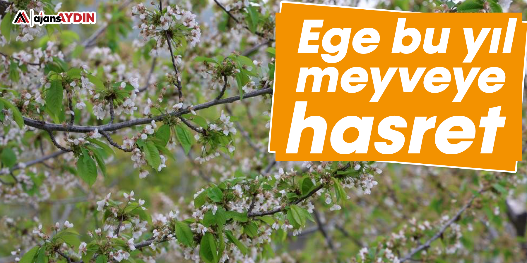 Ege bu yıl meyveye hasret