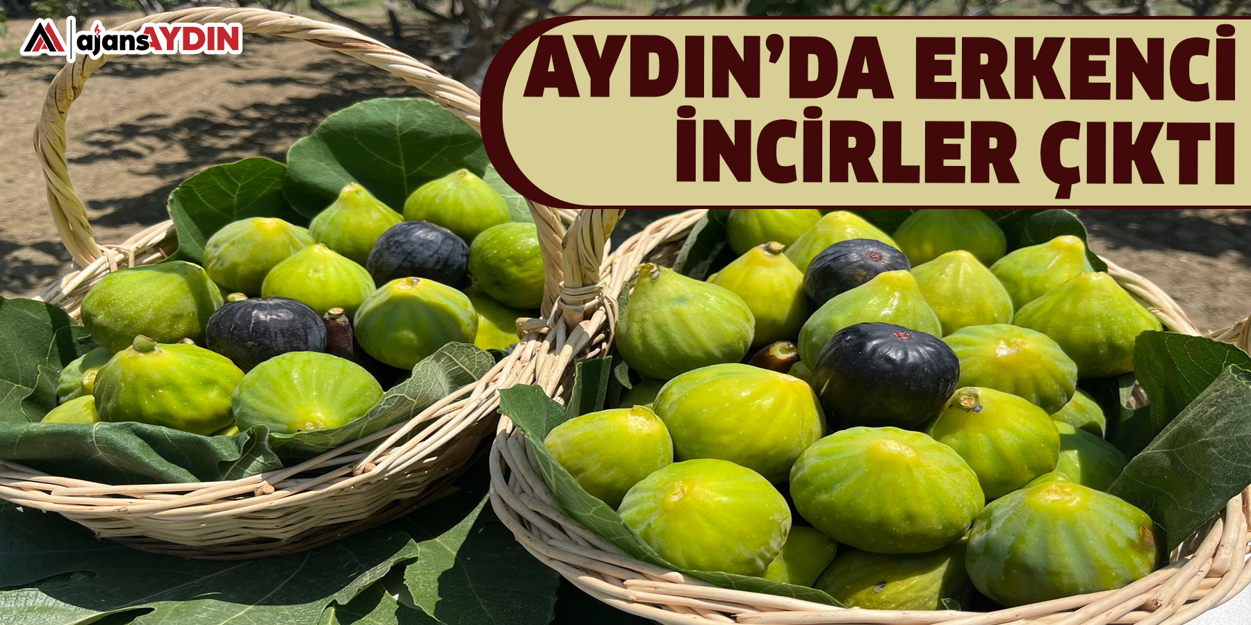Aydın’da erkenci incirler çıktı