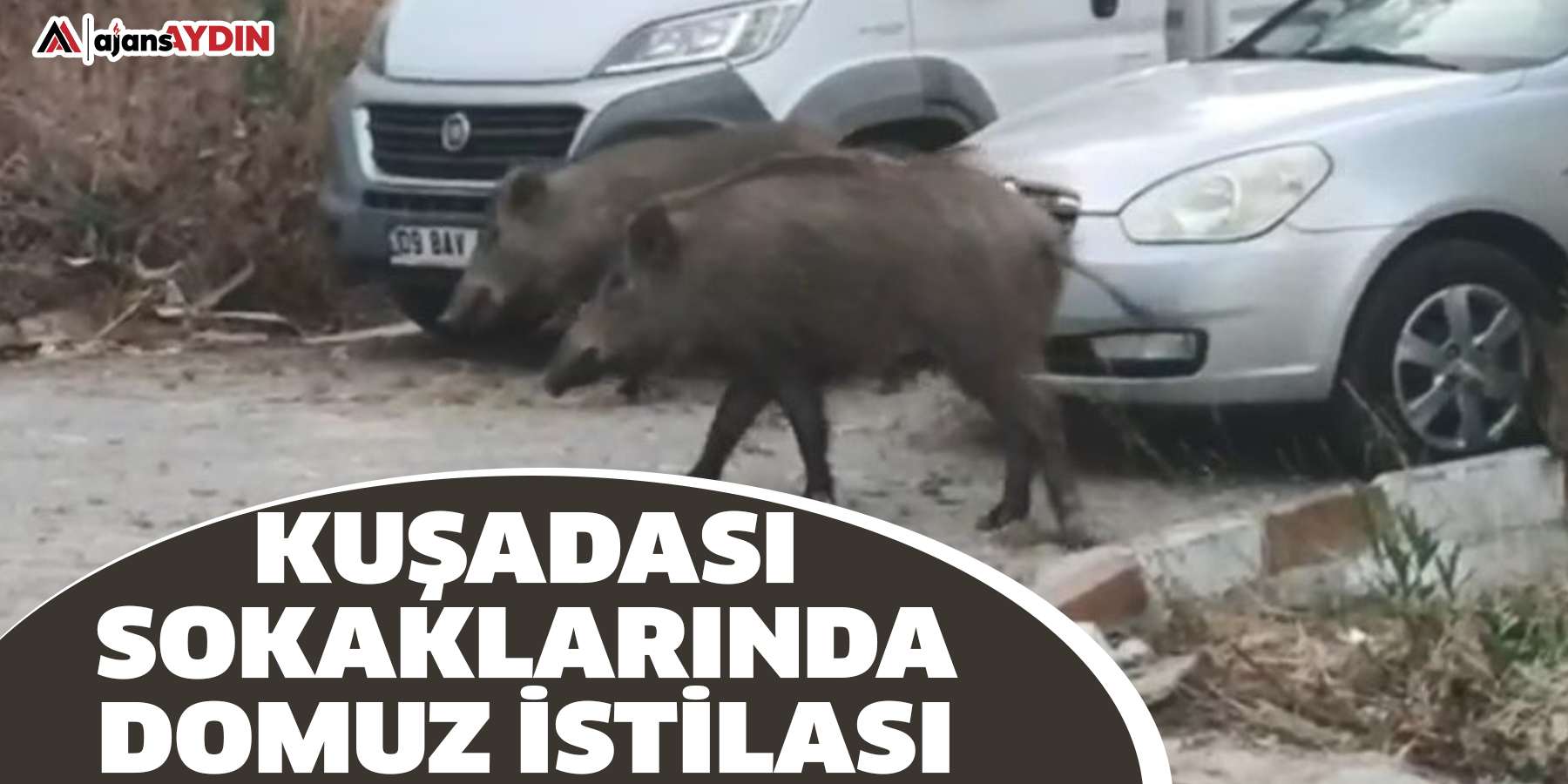 Kuşadası sokaklarında domuz istilası