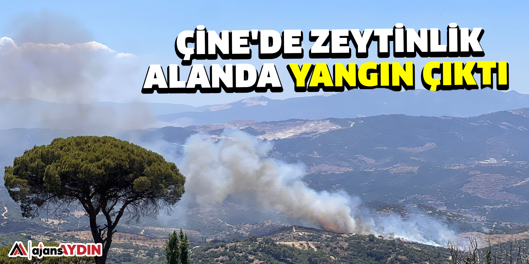 Çine'de zeytinlik alanda yangın çıktı