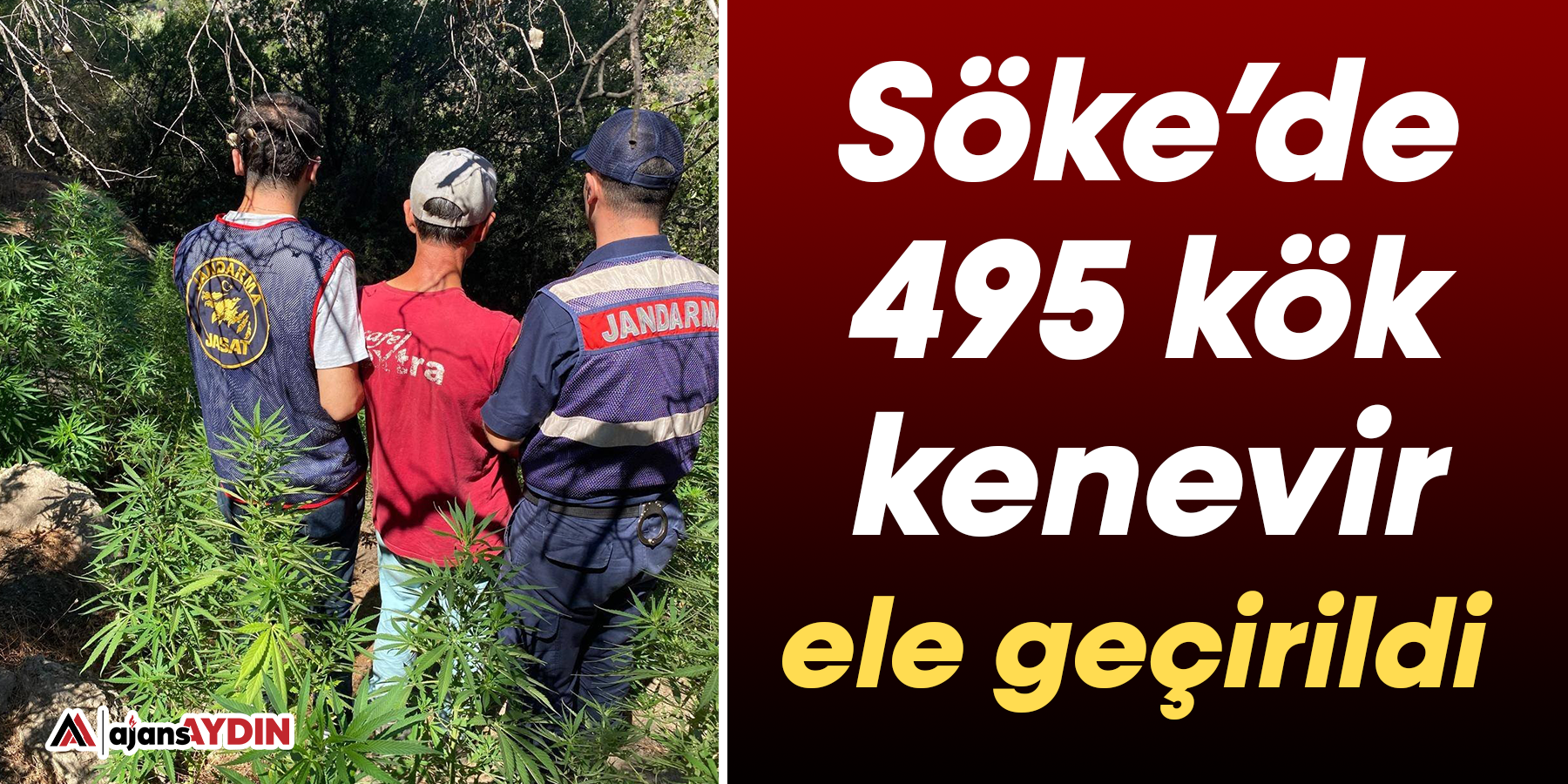 Söke’de 495 kök kenevir ele geçirildi