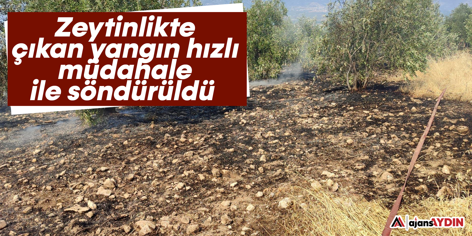 Zeytinlikte çıkan yangın hızlı müdahale ile söndürüldü