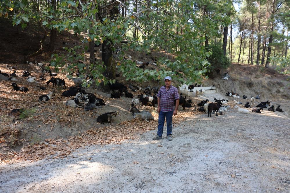 Çoban ve sürünün girdiği alanlar yangınlardan etkilenmedi