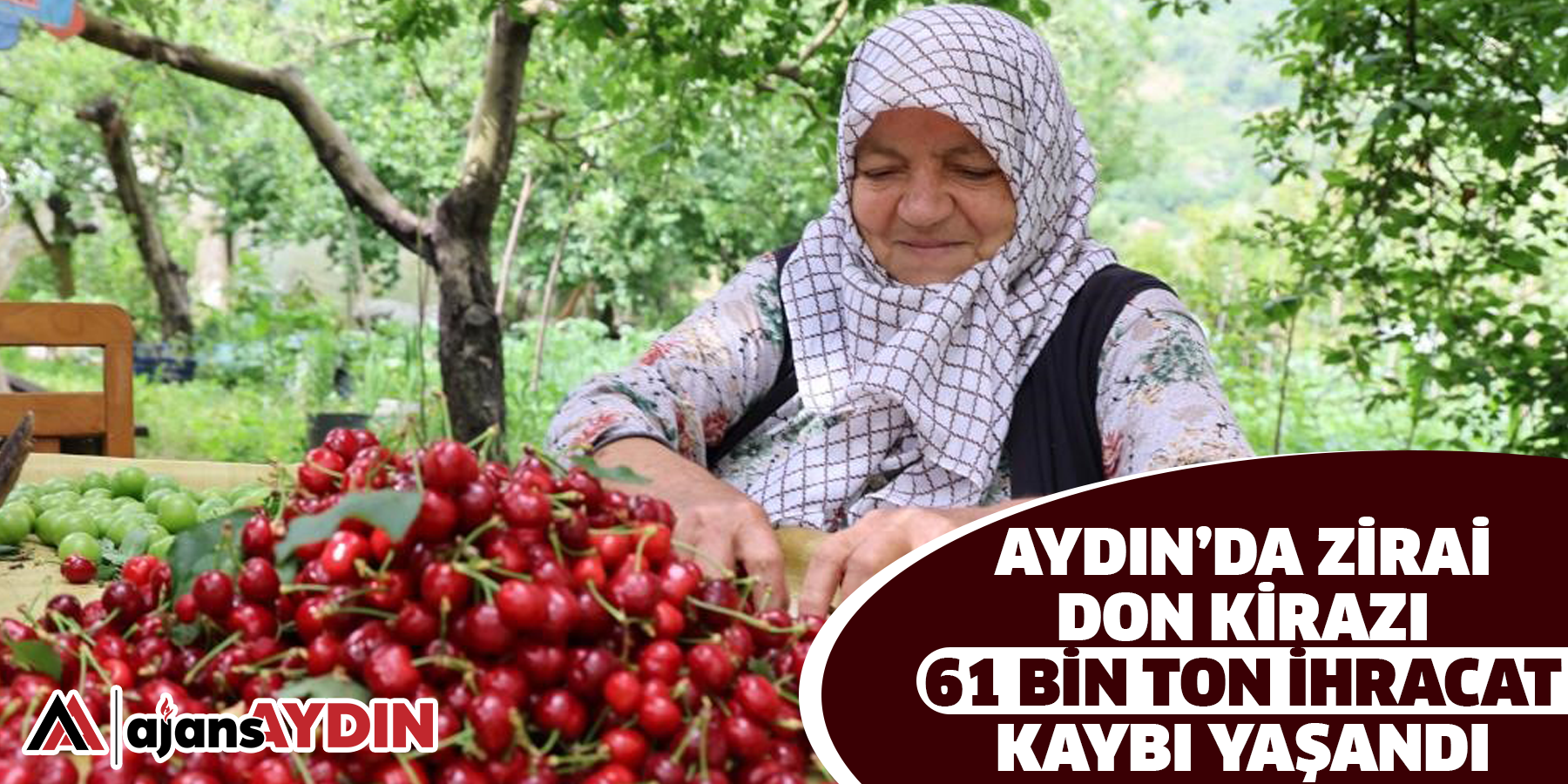 Aydın’da zirai don kirazı  61 bin ton ihracat kaybı yaşandı