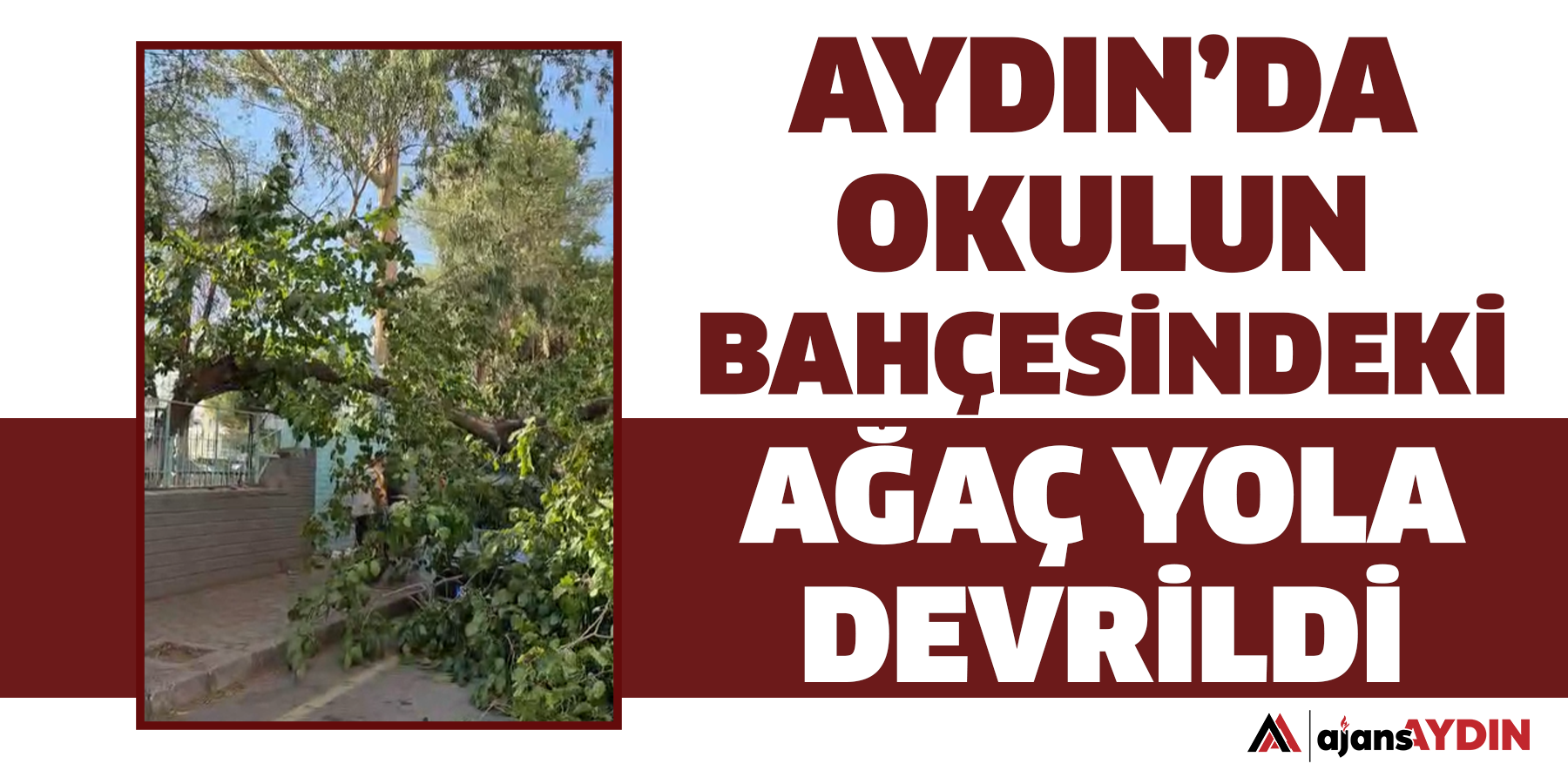 Aydın’da okulun bahçesindeki ağaç yola düştü!