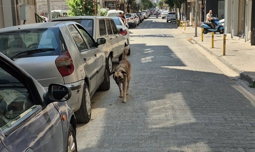 Aydın’da sahibinin zincirsiz bıraktığı köpek, genç kıza ve köpeğine saldırdı. Genç kız sinir krizi geçirdi.