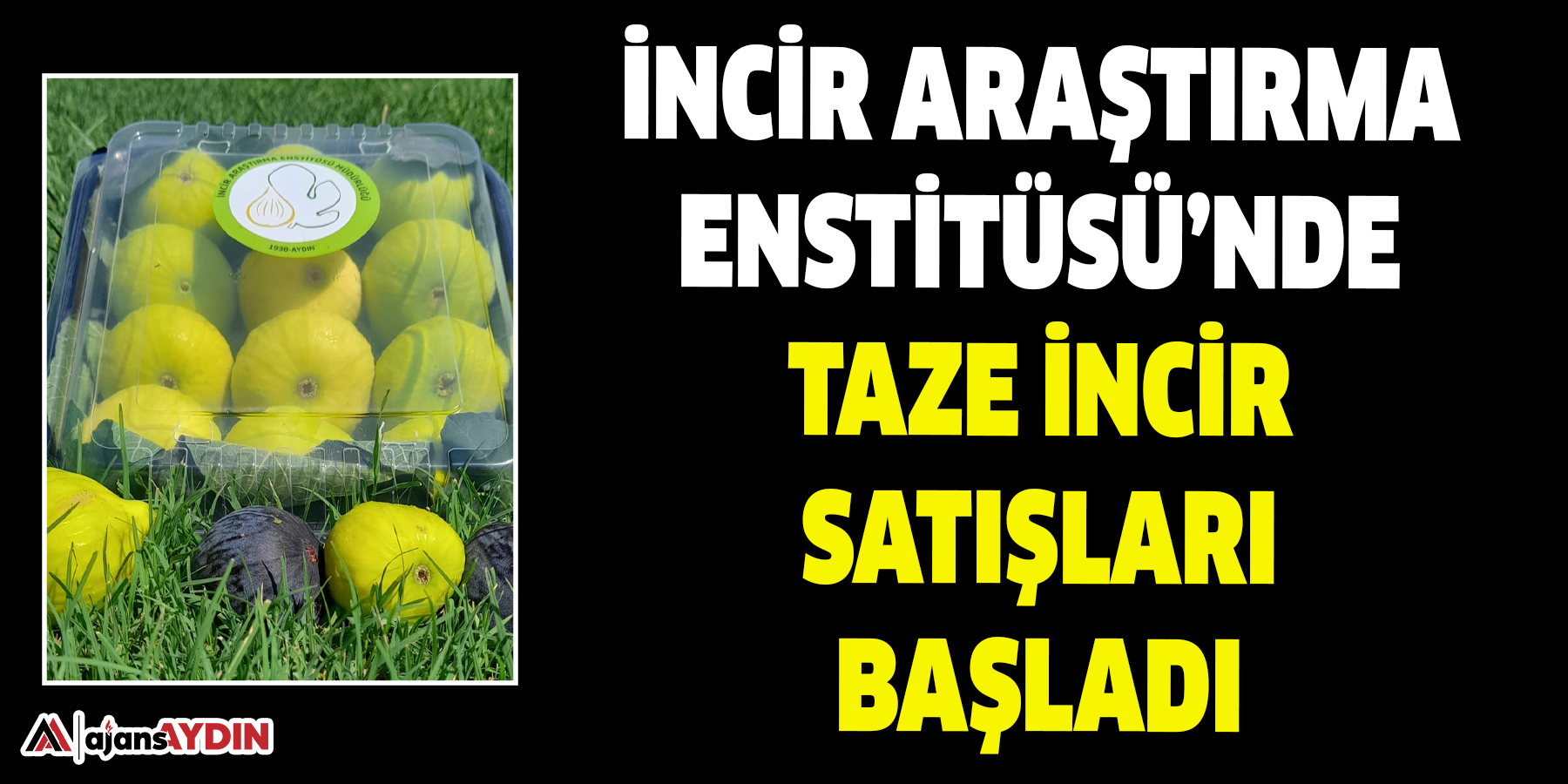 İncir Araştırma Enstitüsü’nde taze incir satışları başladı
