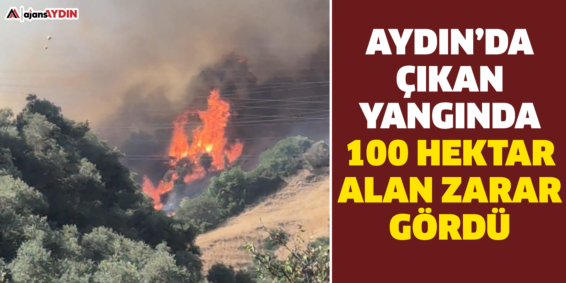 Aydın’da çıkan yangında 100 hektar alan zarar gördü