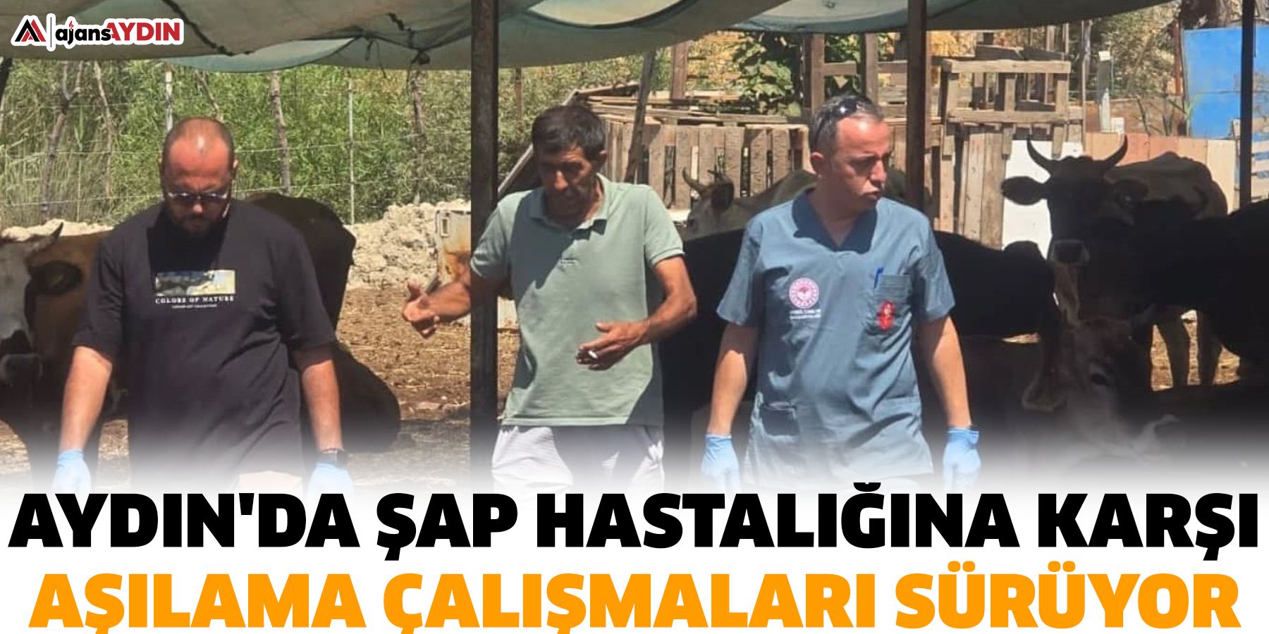 Aydın'da şap hastalığına karşı aşılama çalışmaları sürüyor