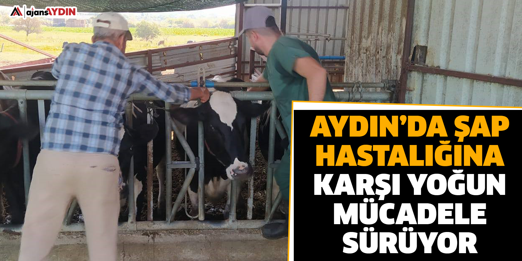 Aydın’da şap hastalığına karşı yoğun mücadele sürüyor