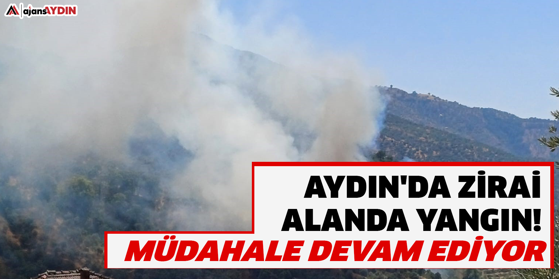 Aydın'da zirai alanda yangın!  Müdahale devam ediyor