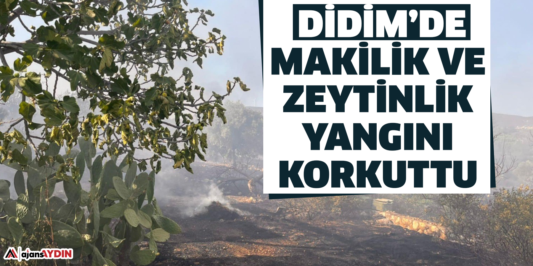 Didim’de makilik ve zeytinlik yangını korkuttu