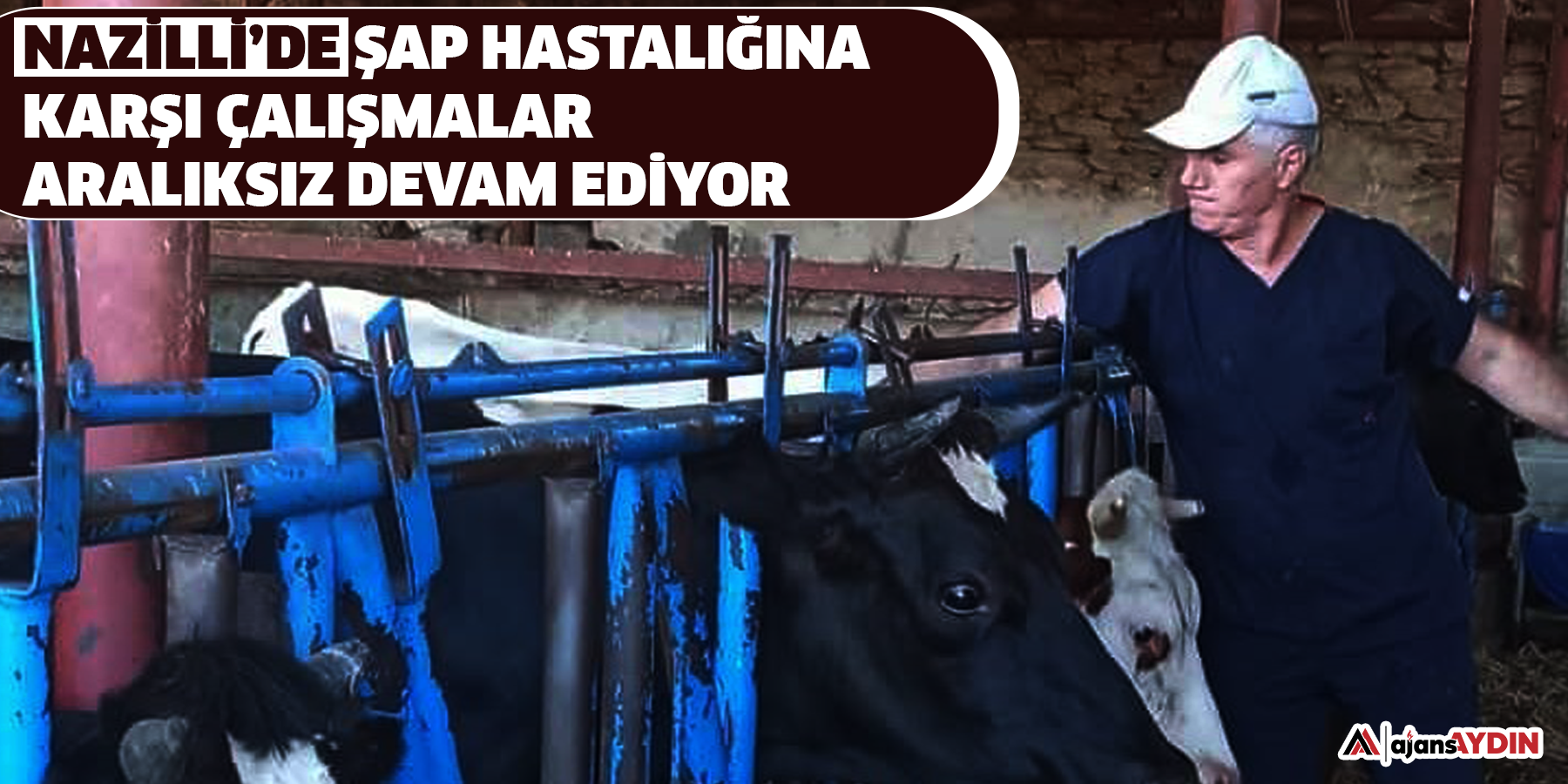 Nazilli’de şap hastalığına karşı aşılama çalışmaları sürüyor