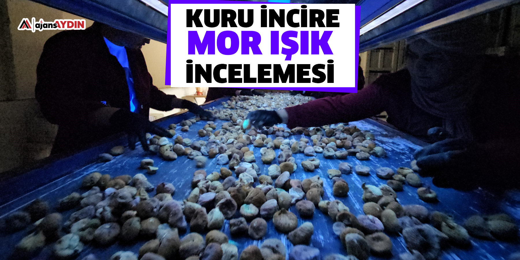 Kuru incire mor ışık incelemesi