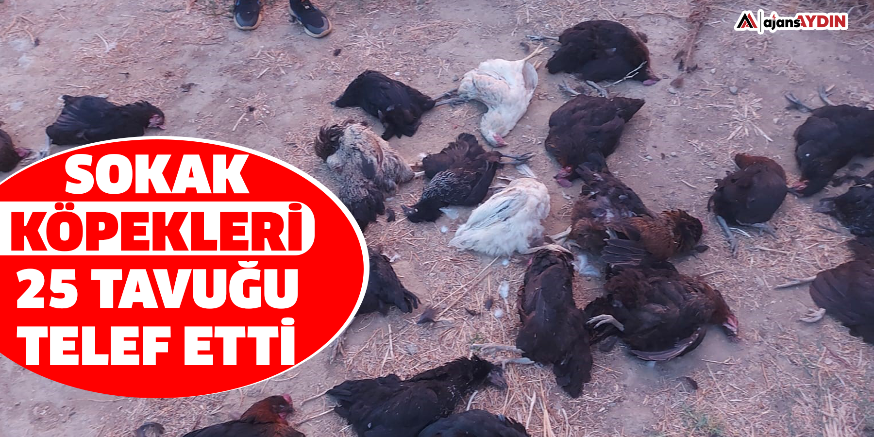 Sokak köpekleri 25 tavuğu telef etti