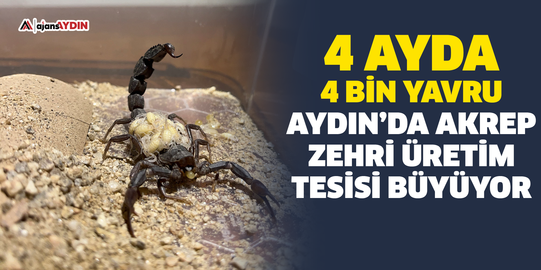 4 ayda 4 bin yavru!  Aydın’da akrep zehri üretim tesisi büyüyor