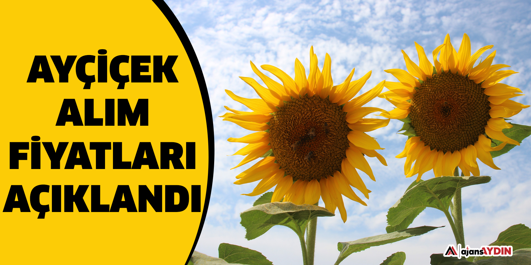 Ayçiçek alım fiyatları açıklandı
