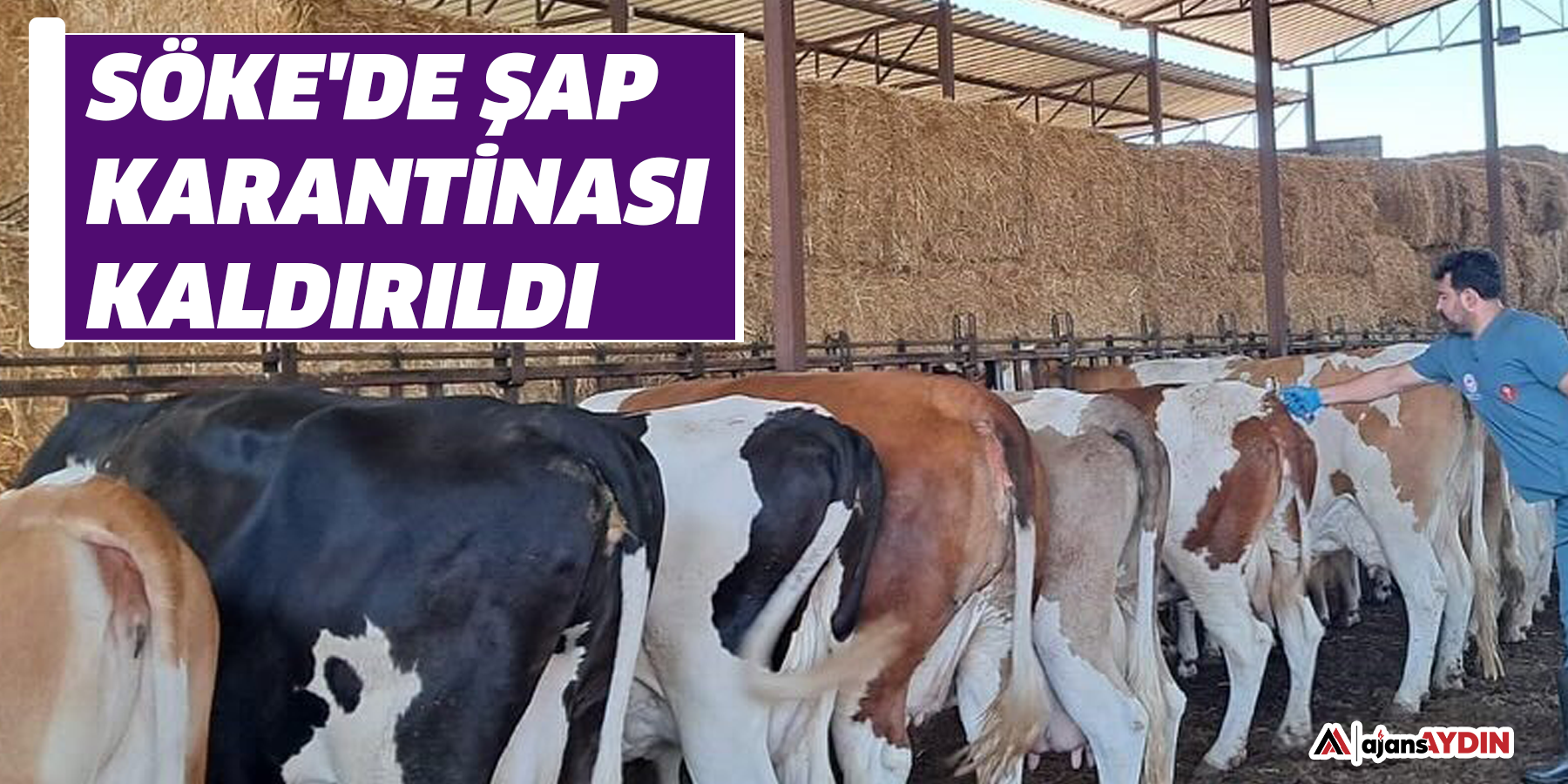 Söke'de şap karantinası kaldırıldı