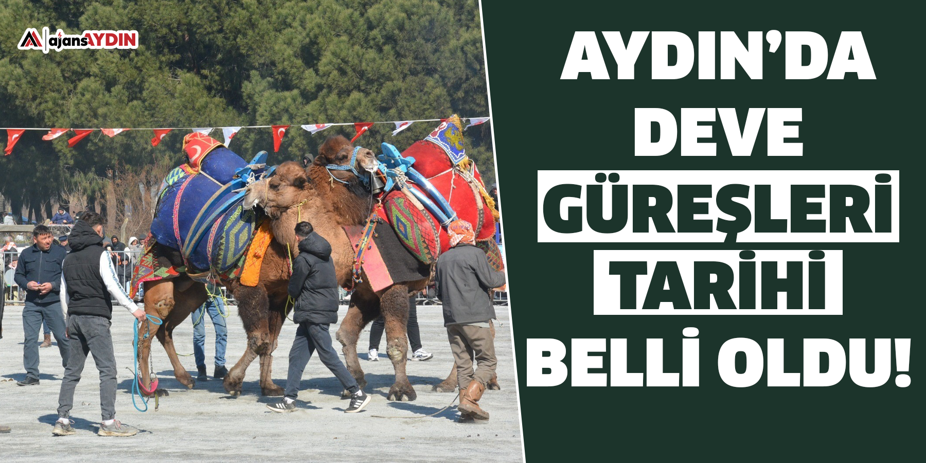 Aydın’da deve güreşleri tarihi belli oldu!
