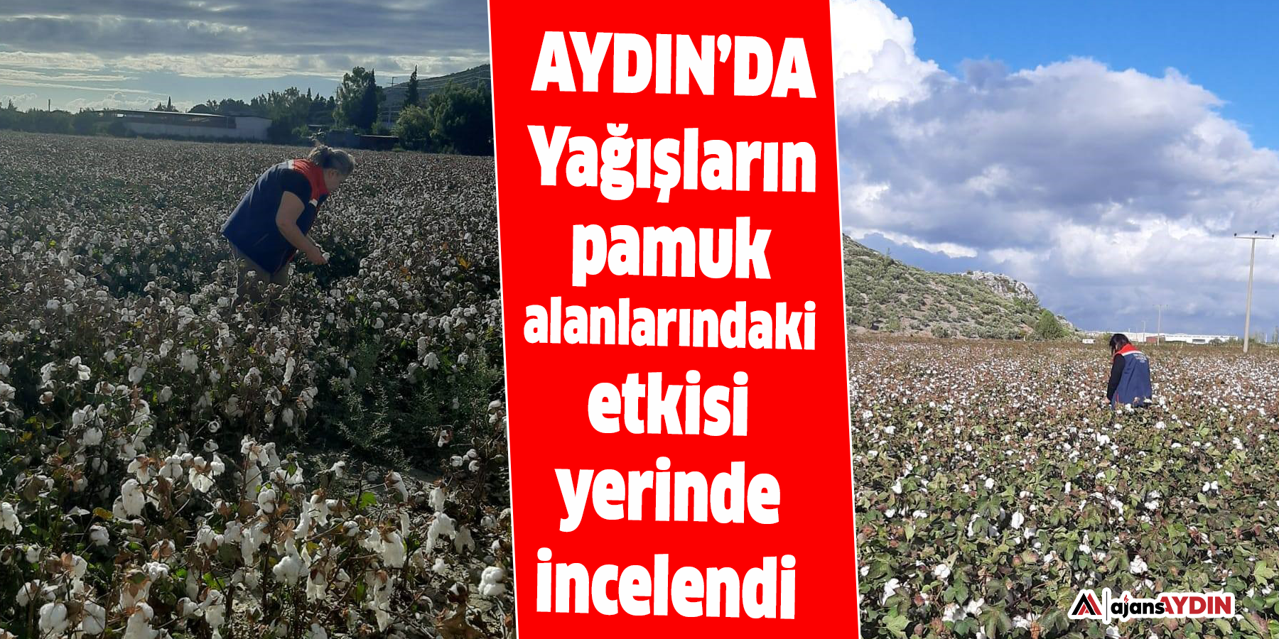 Yağışların pamuk alanlarındaki etkisi yerinde incelendi