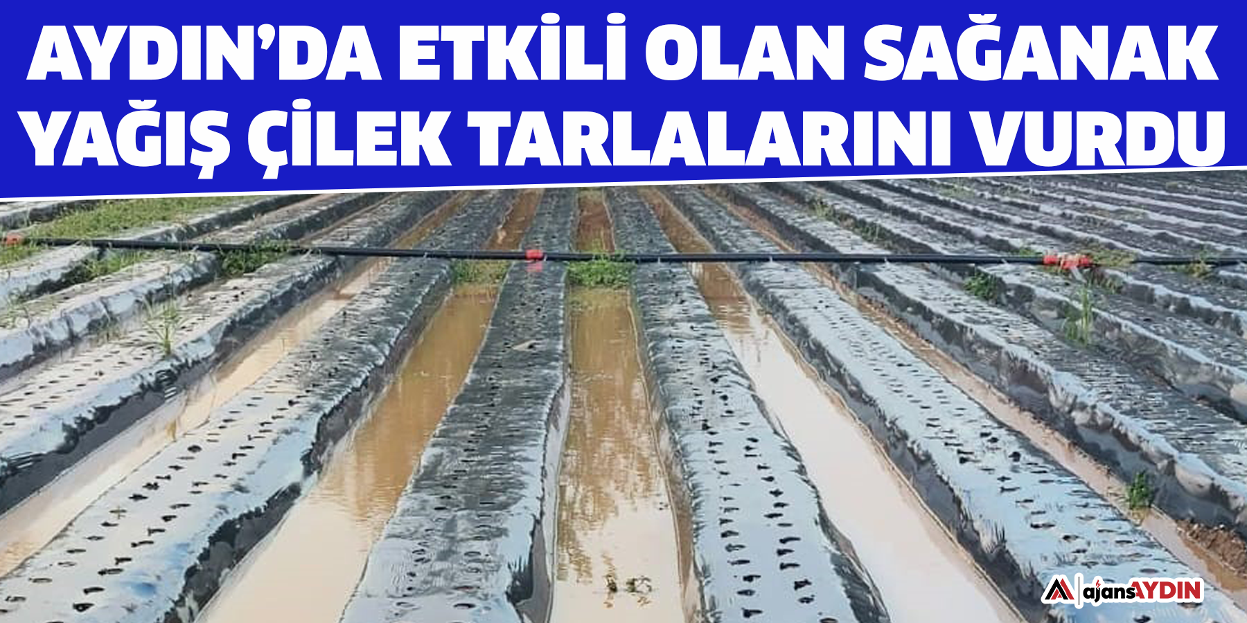 Aydın’da etkili olan sağanak yağış çilek tarlalarını vurdu