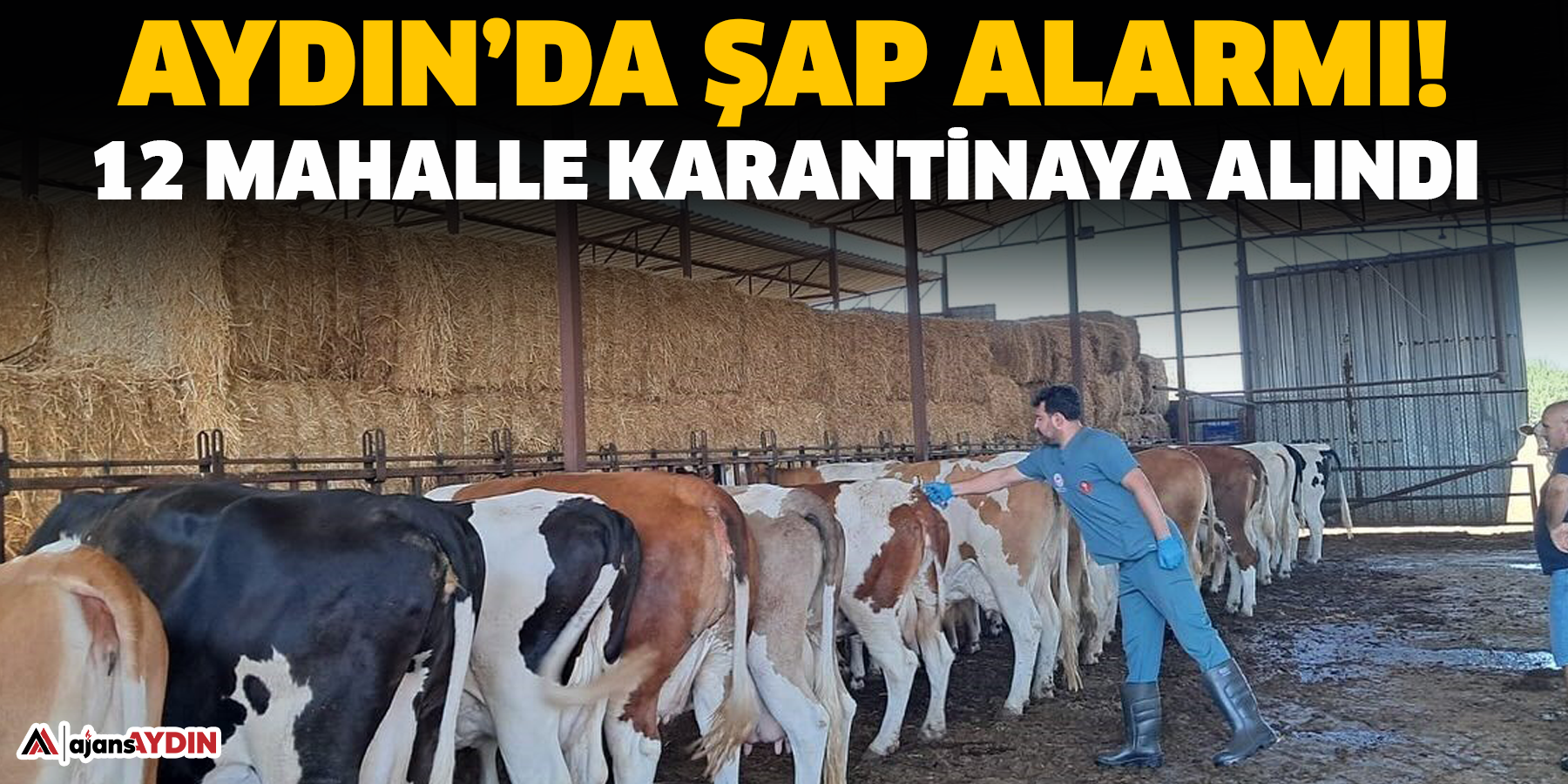 Aydın’da şap alarmı!  12 mahalle karantinaya alındı