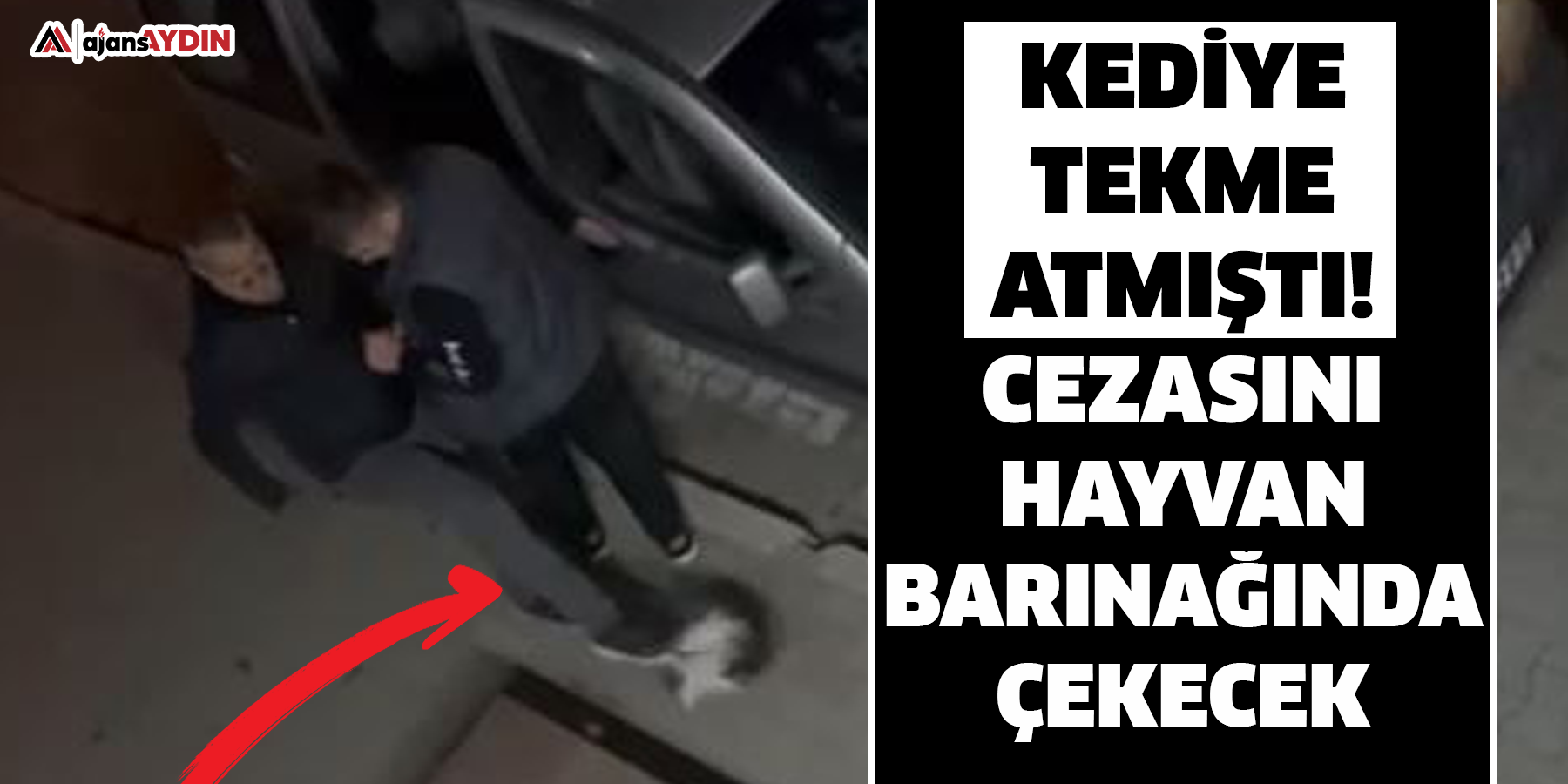 Kediye tekme atmıştı!  Cezasını hayvan barınağında çekecek