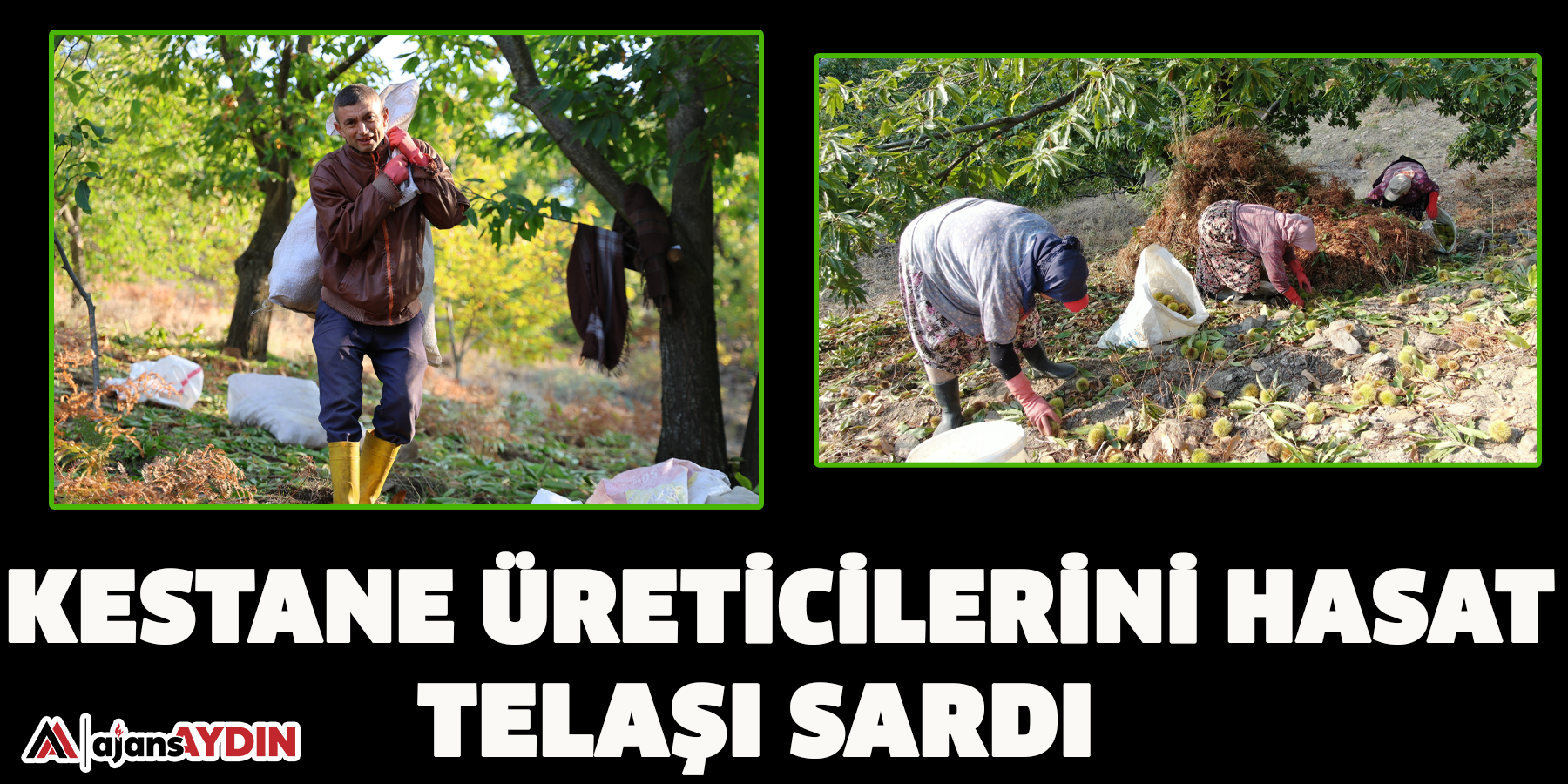 Kestane üreticilerini hasat telaşı sardı