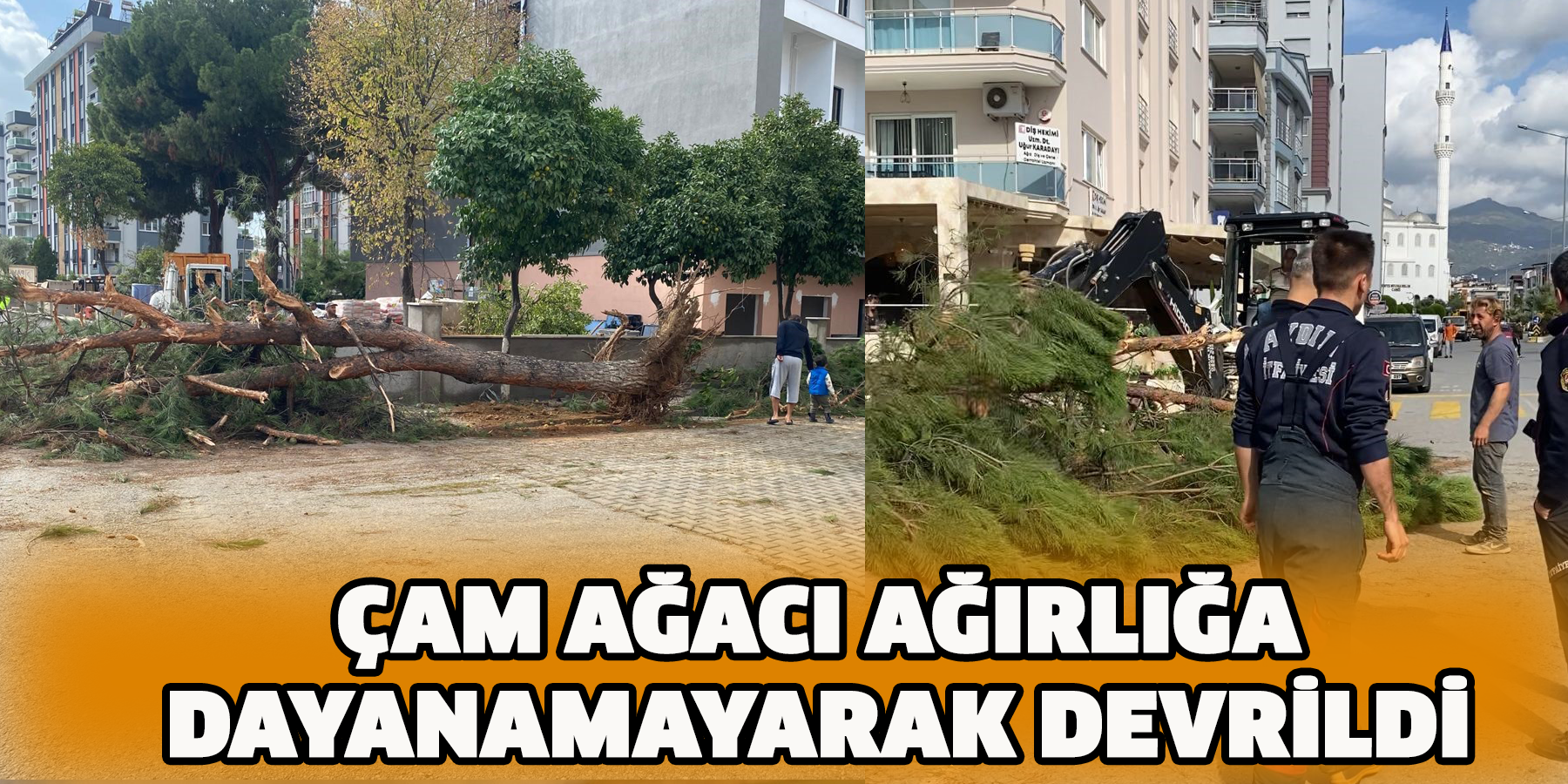 Çam ağacı ağırlığa dayanamayarak devrildi
