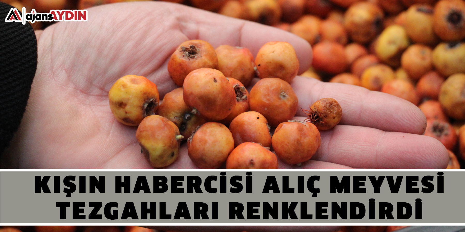 Kışın habercisi alıç meyvesi, tezgahları renklendirdi