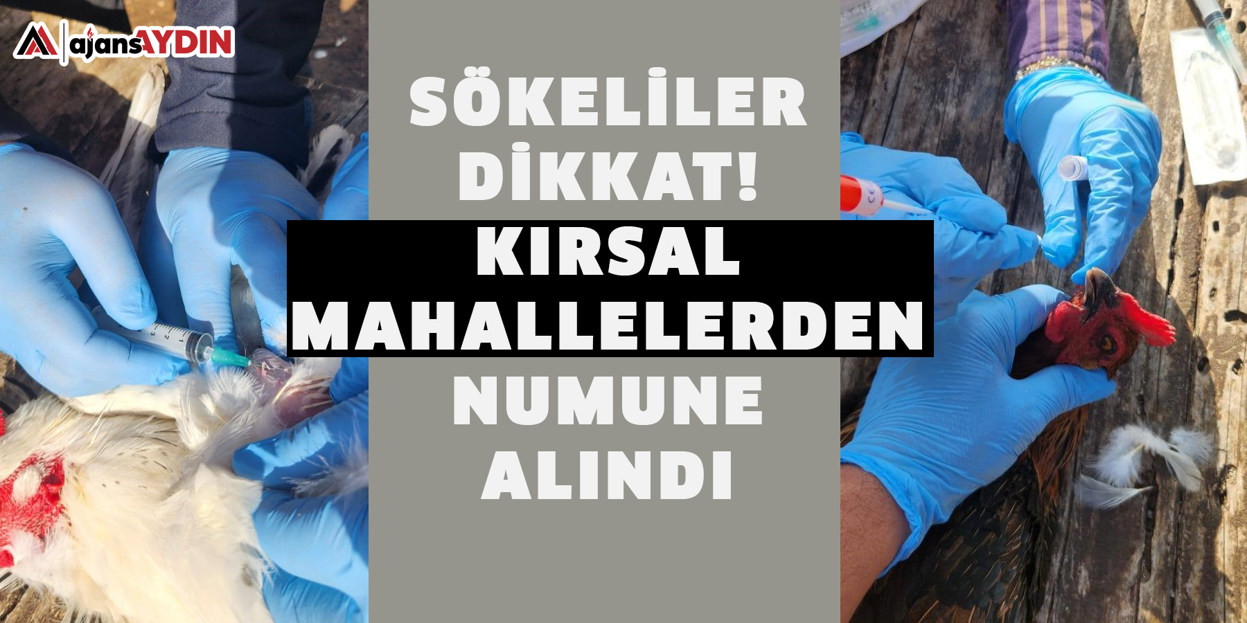 Sökeliler dikkat!  kırsal mahallelerden numune alındı