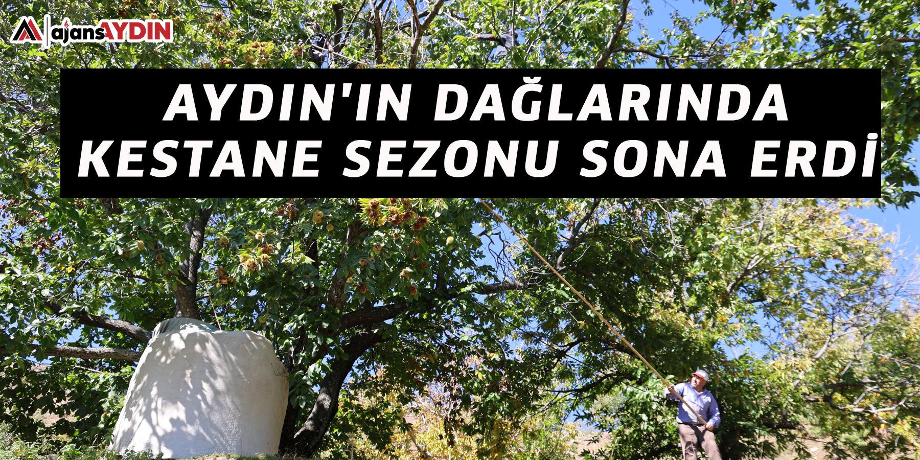 Aydın'ın dağlarında kestane sezonu sona erdi