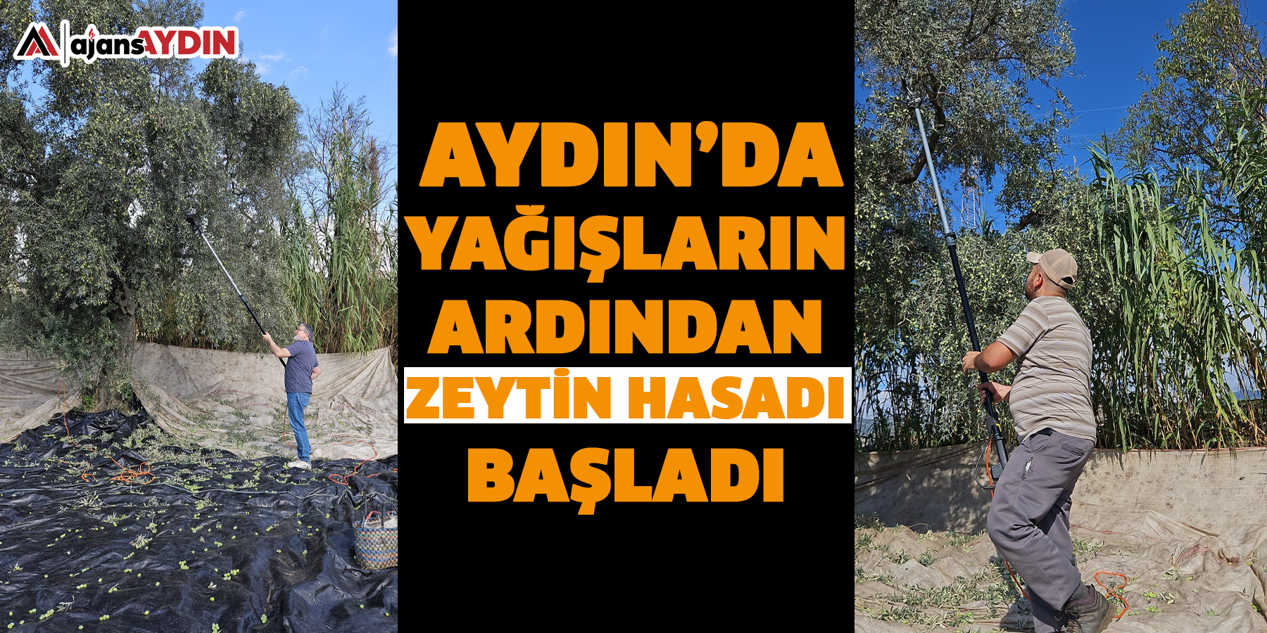 Aydın’da yağışların ardından zeytin hasadı başladı