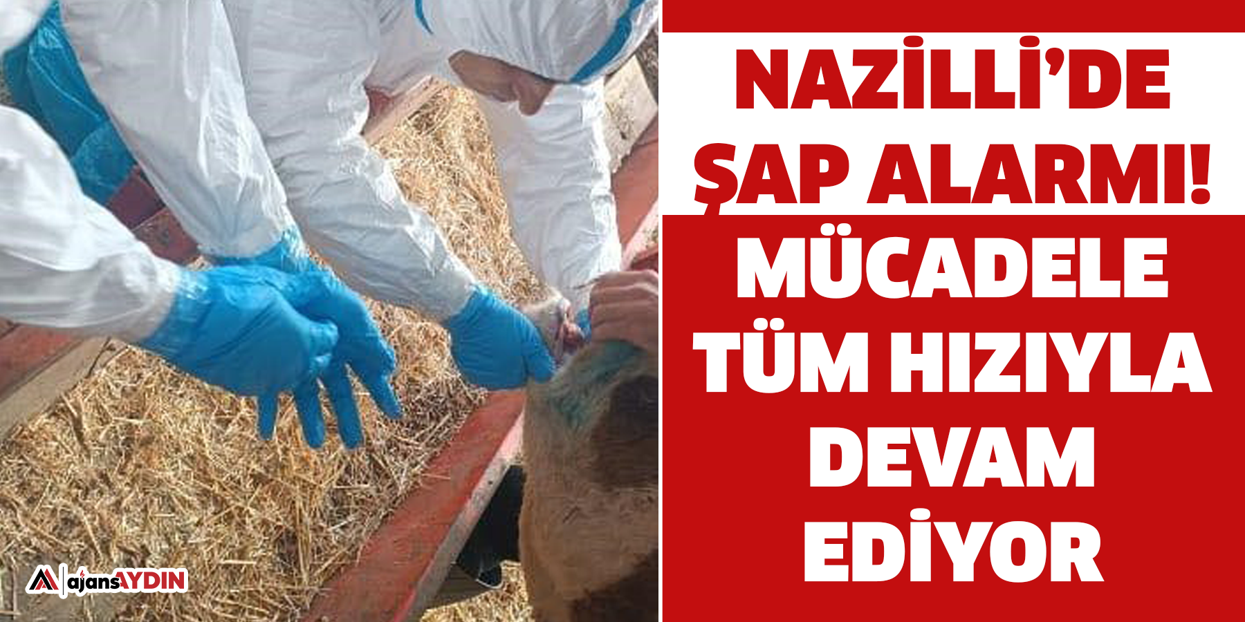 Nazilli’de şap hastalığıyla mücadele sürüyor