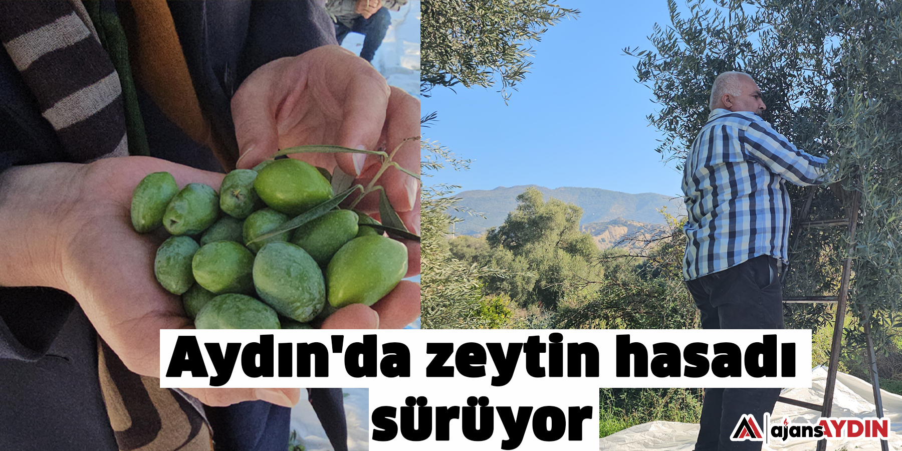 Aydın'da zeytin hasadı sürüyor
