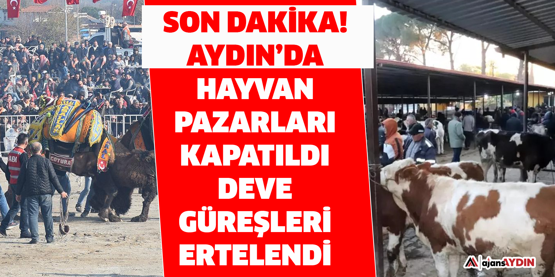 Son dakika!  Aydın’da hayvan pazarları kapatıldı deve güreşleri ertelendi
