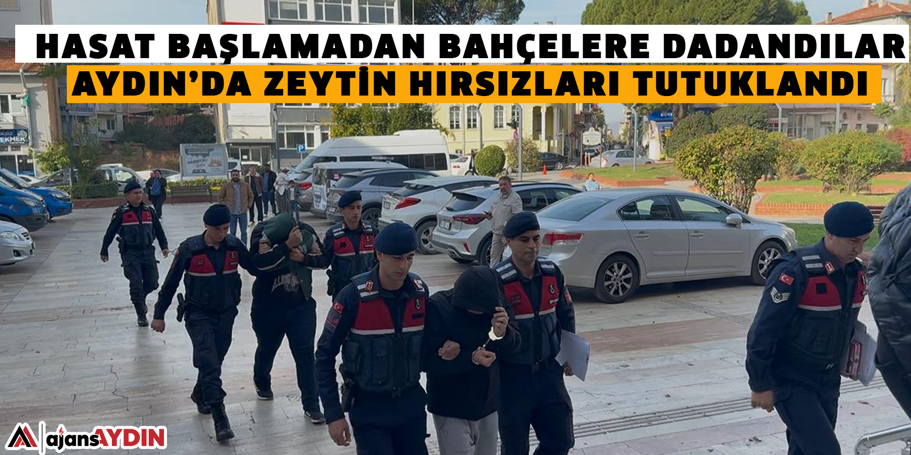 Hasat başlamadan bahçelere dadandılar  Aydın’da zeytin hırsızları tutuklandı