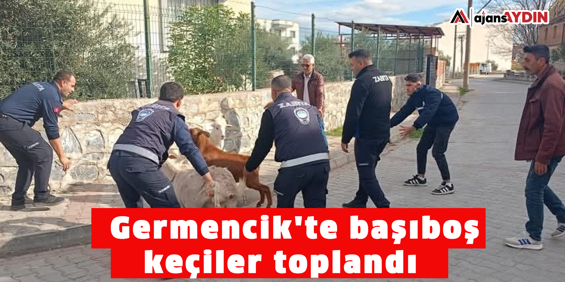 Germencik'te başıboş keçiler toplandı